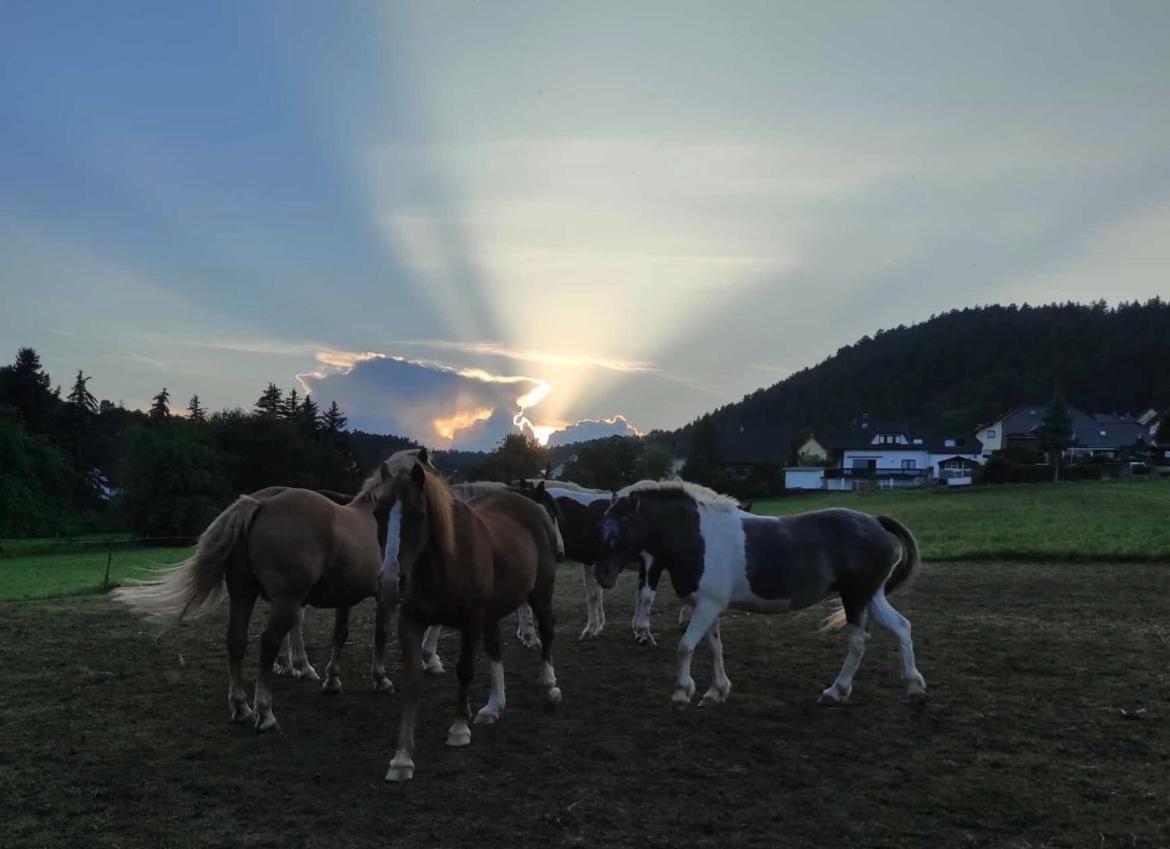 Ferienwohnung Am Tor Zum Thueringer Wald Plaue  Kültér fotó